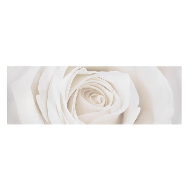 Leinwandbild - Pretty White Rose - Panorama Quer
