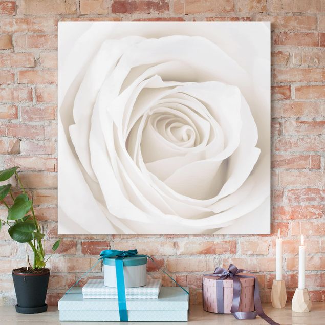Rosen Bilder auf Leinwand Pretty White Rose
