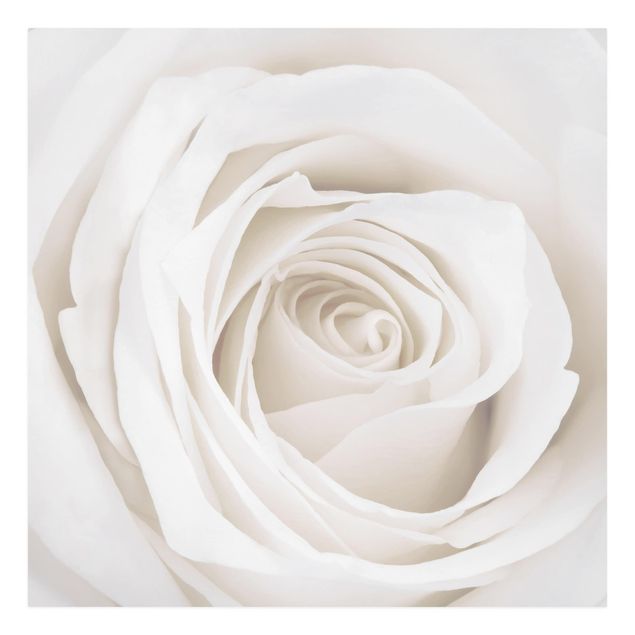 Leinwandbild - Pretty White Rose - Quadrat 1:1