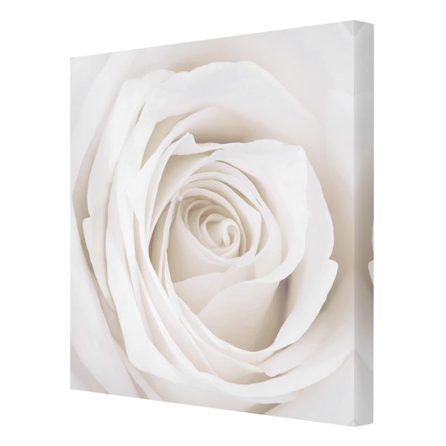 Leinwandbild - Pretty White Rose - Quadrat 1:1