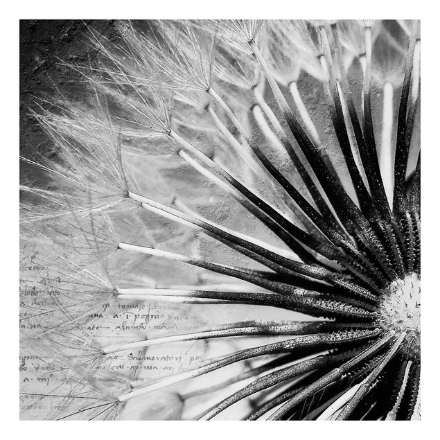 Leinwandbilder kaufen Pusteblume Schwarz & Weiß