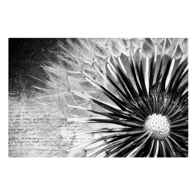 schöne Leinwandbilder Pusteblume Schwarz & Weiß