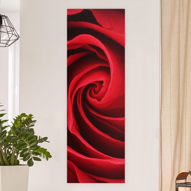 Wandbilder Red Rose Blossom