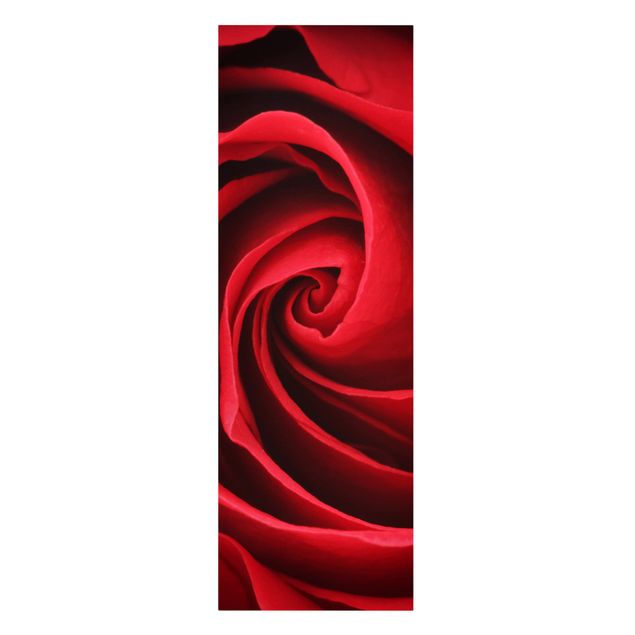 Leinwandbild - Red Rose Blossom - Panorama Hoch