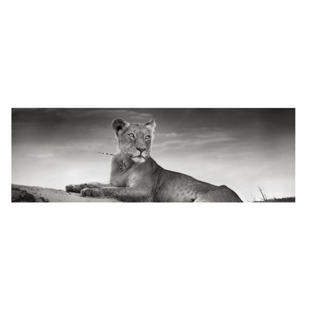 schöne Leinwandbilder Resting Lion