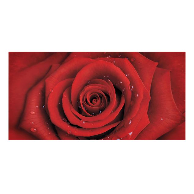 Leinwandbild - Rote Rose mit Wassertropfen - Quer 2:1