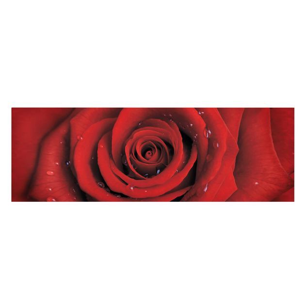 Leinwandbild - Rote Rose mit Wassertropfen - Panorama Quer