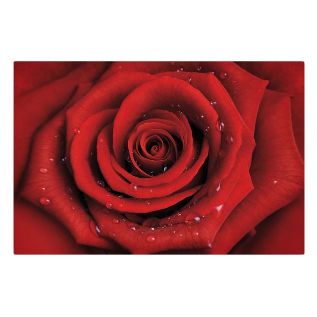 Leinwandbild - Rote Rose mit Wassertropfen - Quer 3:2