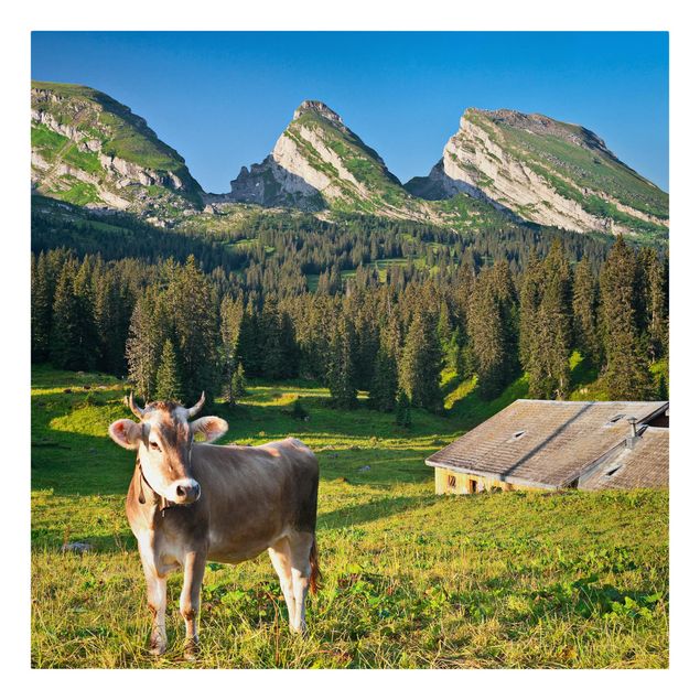 Bilder Schweizer Almwiese mit Kuh