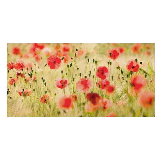 Leinwandbild - Summer Poppies - Quer 2:1