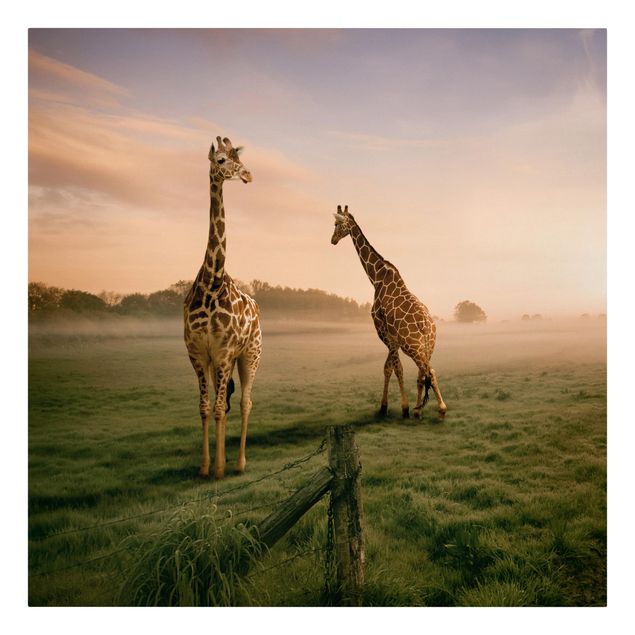 Leinwandbild - Surreal Giraffes - Quadrat 1:1