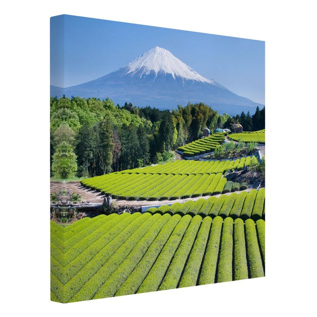 Bilder Teefelder vor dem Fuji