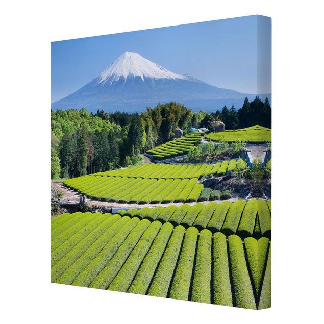Leinwandbild - Teefelder vor dem Fuji - Quadrat 1:1