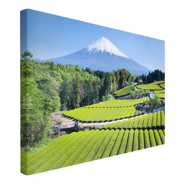 schöne Bilder Teefelder vor dem Fuji
