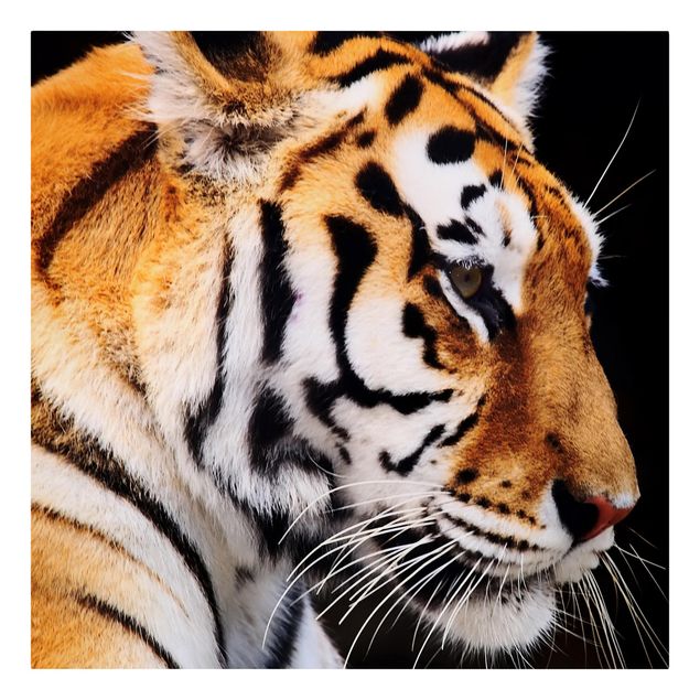Leinwandbild - Tiger Schönheit - Quadrat 1:1