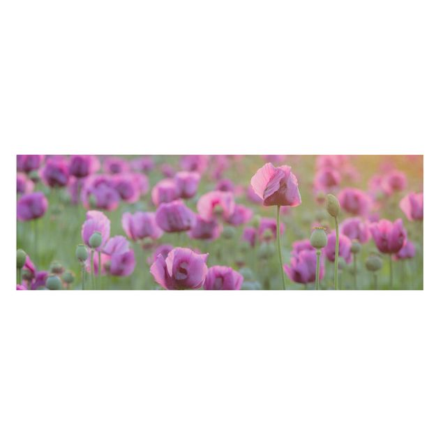 Leinwandbild - Violette Schlafmohn Blumenwiese im Frühling - Quer 3:2