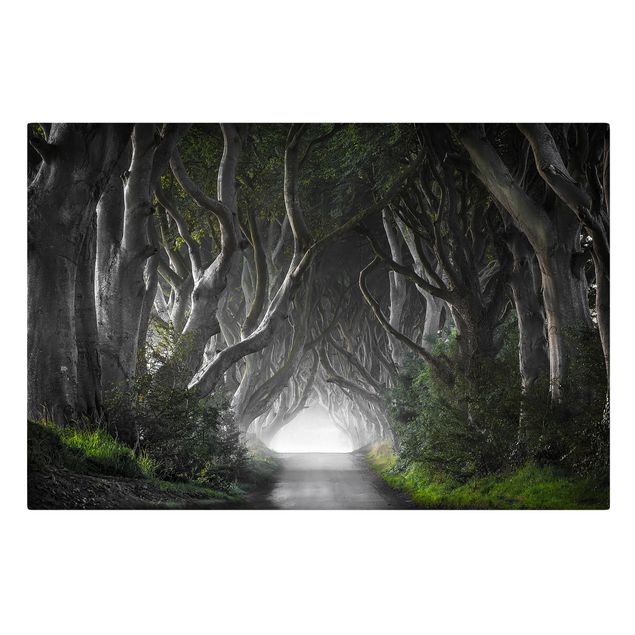 Leinwandbild - Wald in Nordirland - Quer 3:2