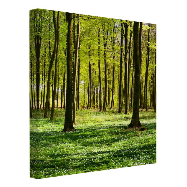 Leinwandbilder kaufen Waldwiese