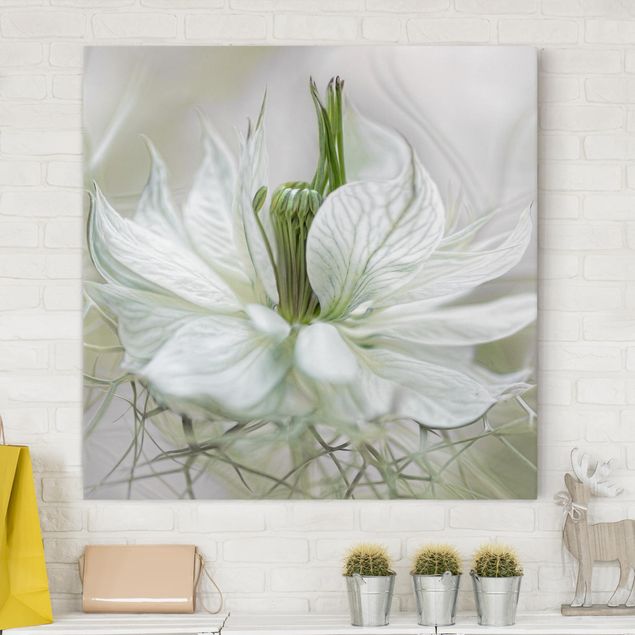Leinwandbilder Blumen Weiße Nigella