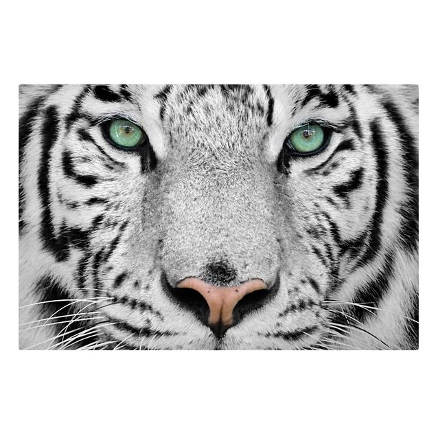 Leinwandbilder Weißer Tiger