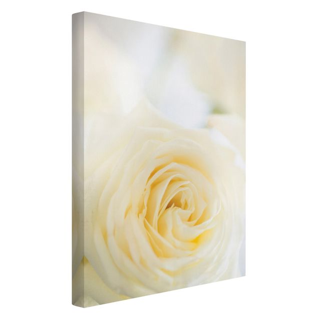 schöne Leinwandbilder White Rose