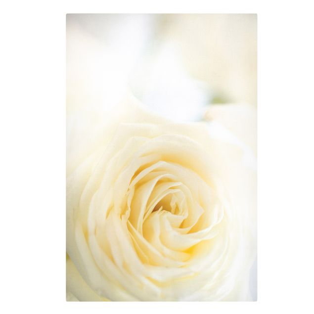 Leinwandbild - White Rose - Hoch 2:3