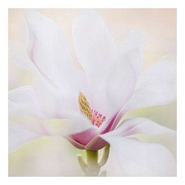Leinwandbild - Zarte Magnolienblüte - Quadrat 1:1