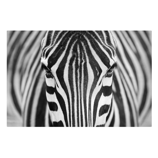 Leinwandbild - Zebra Look - Quer 3:2