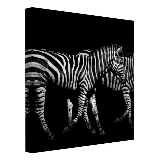 Leinwandbilder Zebra vor Schwarz