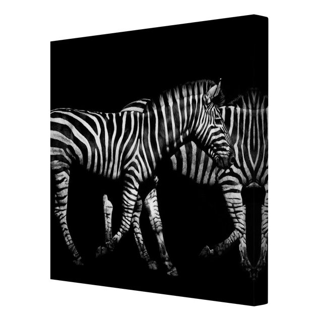 Leinwandbild - Zebra vor Schwarz - Quadrat 1:1
