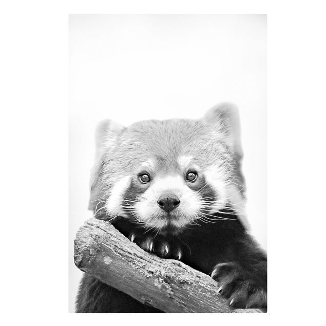 Leinwandbilder Roter Panda in Schwarz-weiß
