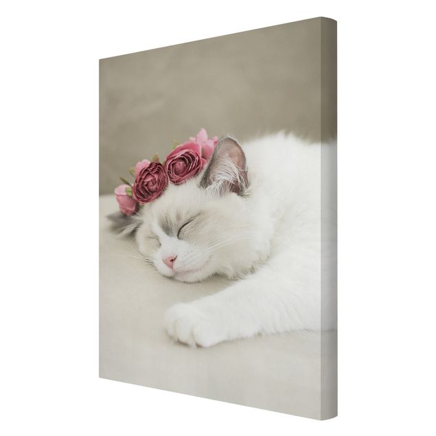 schöne Bilder Schlafende Katze mit Rosen