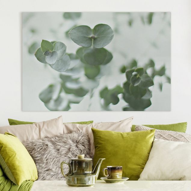 Blumenbilder auf Leinwand Wachsende Eukalyptuszweige