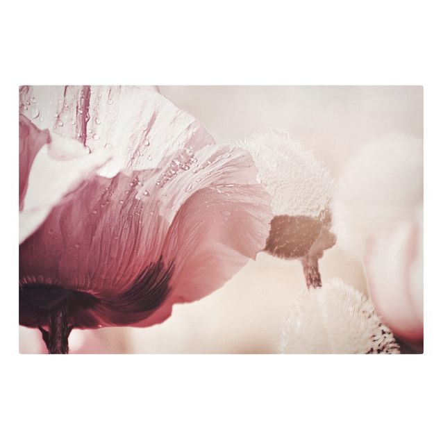 schöne Leinwandbilder Zartrosane Mohnblüte mit Wassertropfen