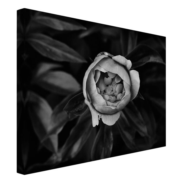 Bilder Pfingstrosenblüte vor Blättern Schwarz Weiß