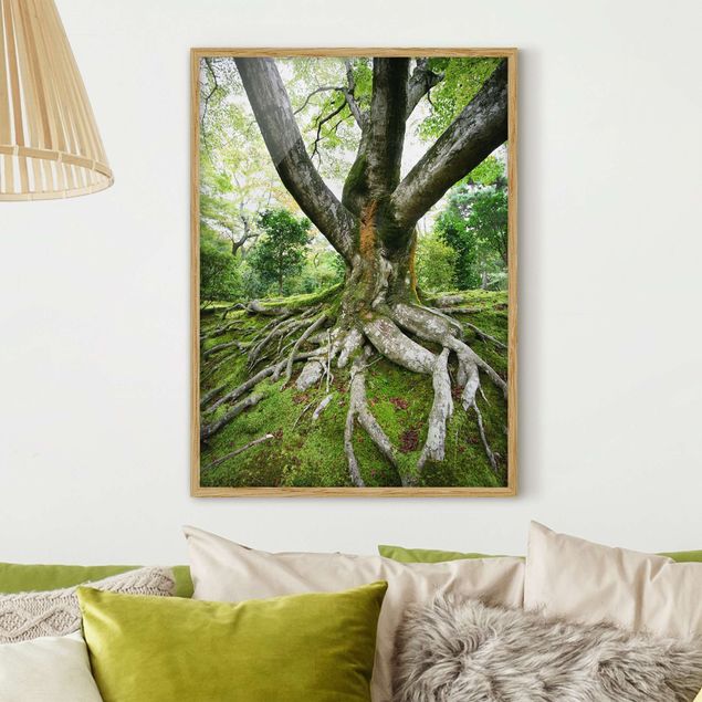 Moderne Bilder mit Rahmen Alter Baum