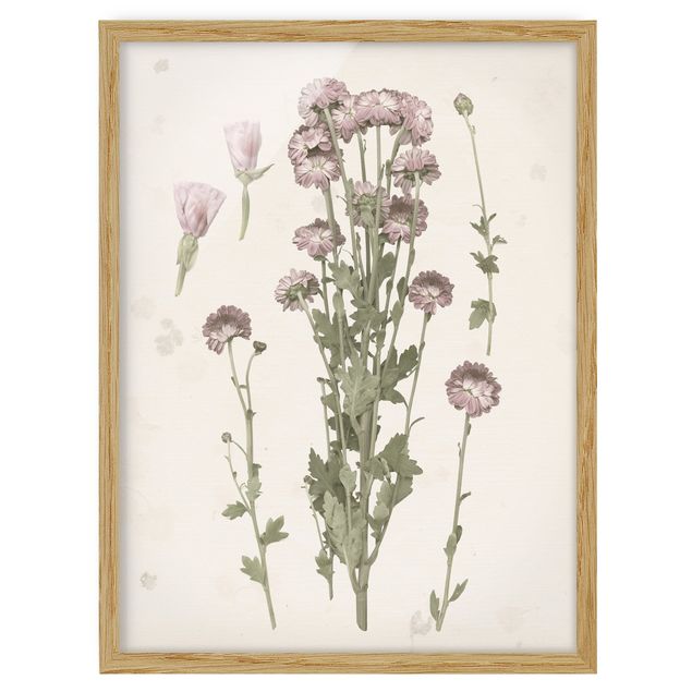 Wandbilder Herbarium in rosa I