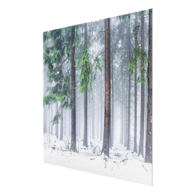 Glasbild - Nadelbäume im Winter - Quadrat 1:1