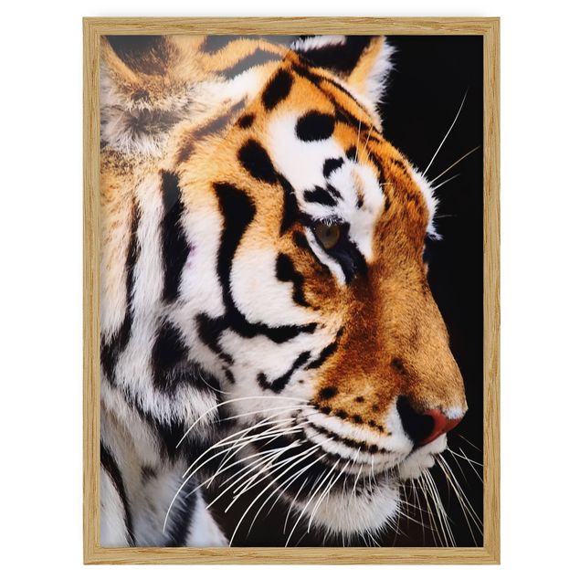 Wandbilder mit Rahmen Tiger Schönheit