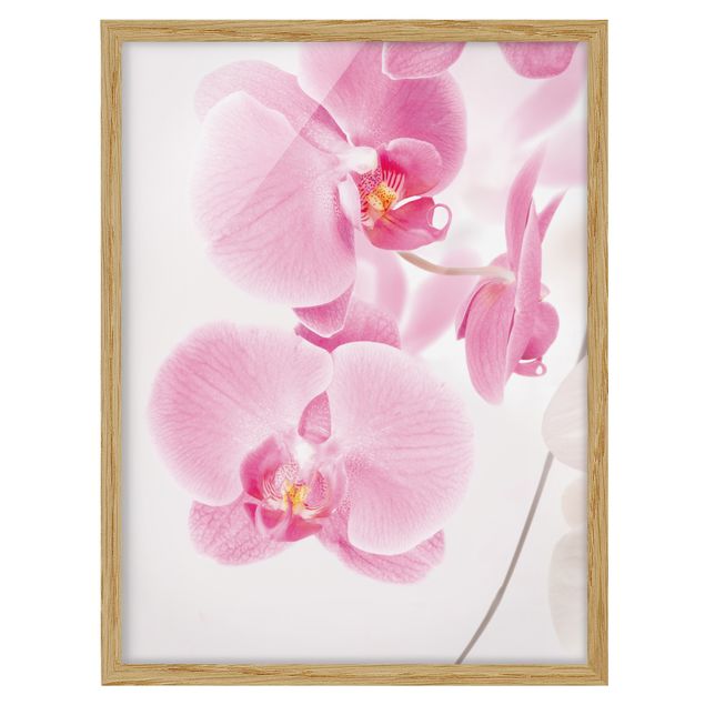 gerahmte Bilder Delicate Orchids