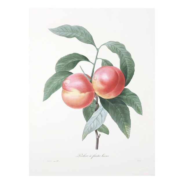 Glasbild - Botanik Vintage Illustration Pfirsich - Hochformat 4:3