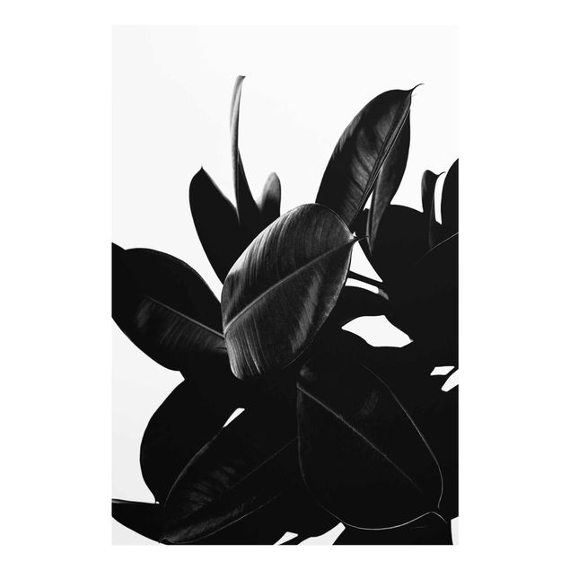 Wandbilder Gummibaum Blätter Schwarz Weiß