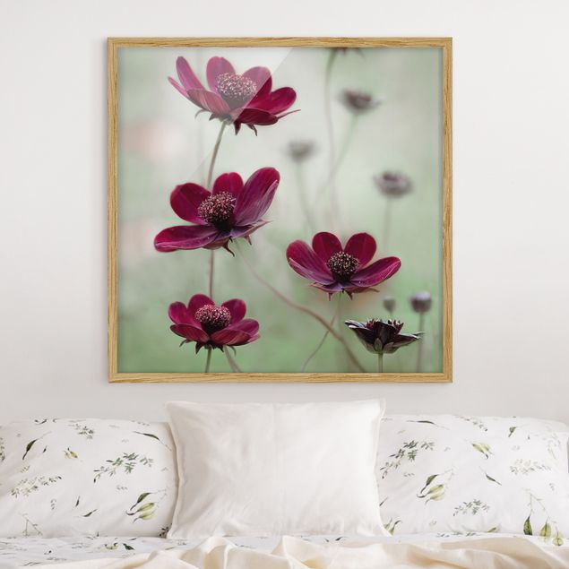 Blumen Bilder mit Rahmen Pinke Kosmeen