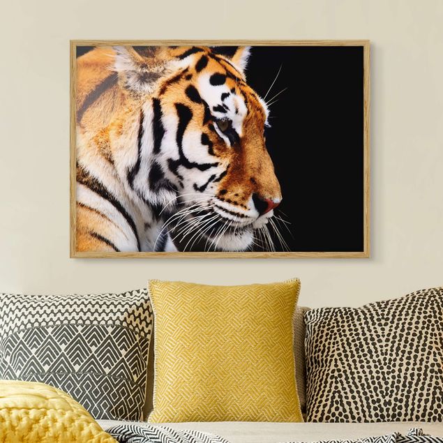 Moderne Bilder mit Rahmen Tiger Schönheit