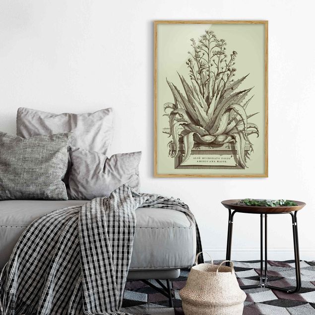 Blumen Bilder mit Rahmen Vintage Aloe Vera Americana Major