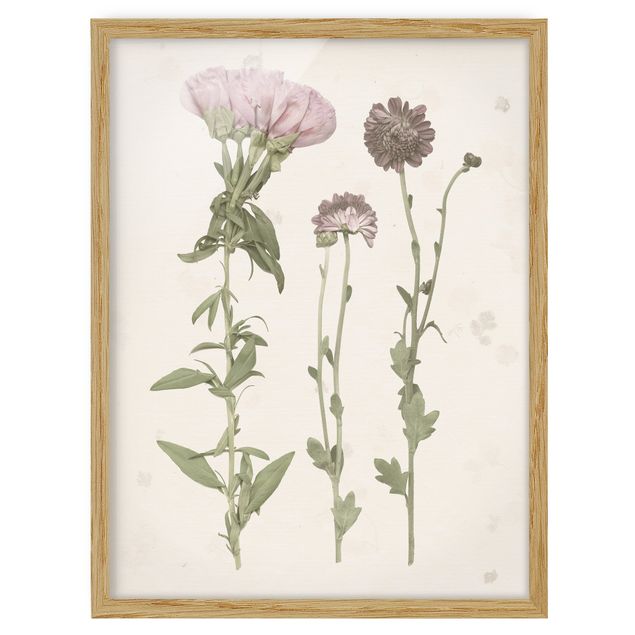 Wandbilder Herbarium in rosa III
