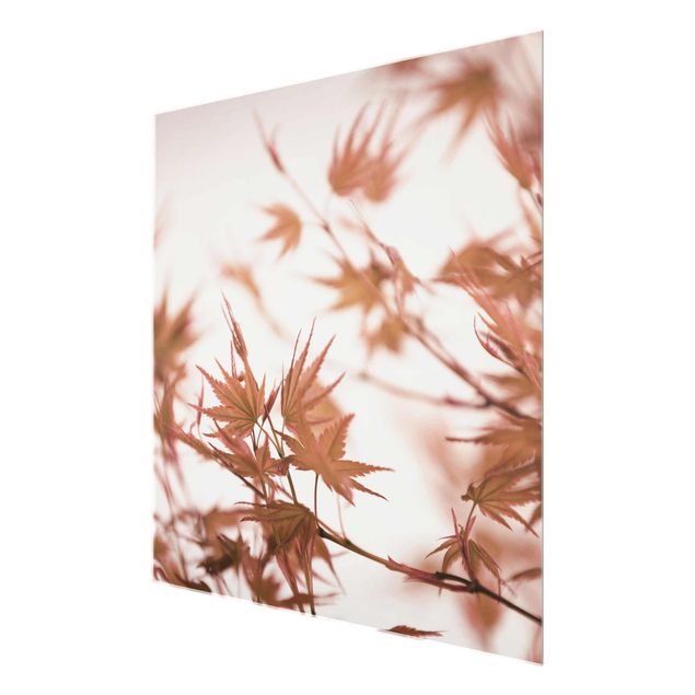 Glasbild - Ahornblätter in Herbstsonne - Quadrat