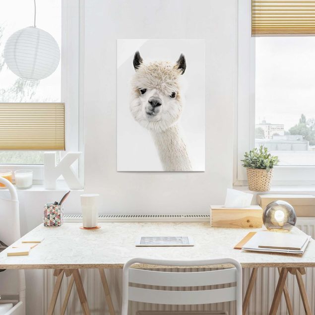Glasbilder Tiere Alpaka Portrait