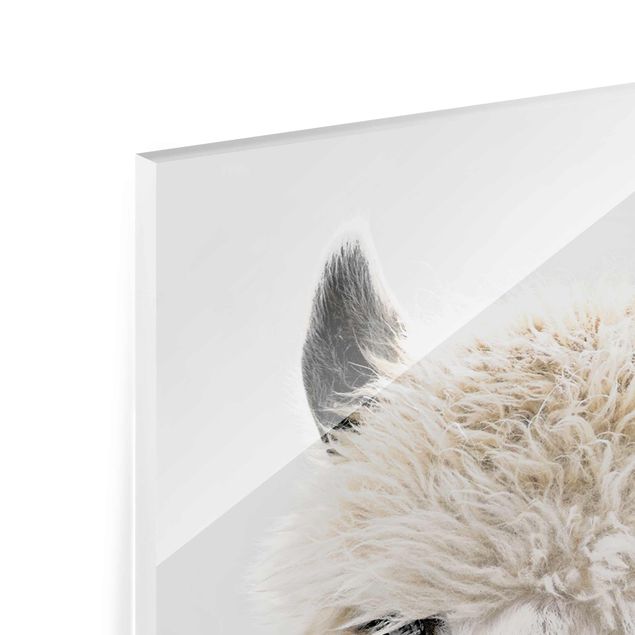 Glasbild - Alpaka Portrait - Hochformat