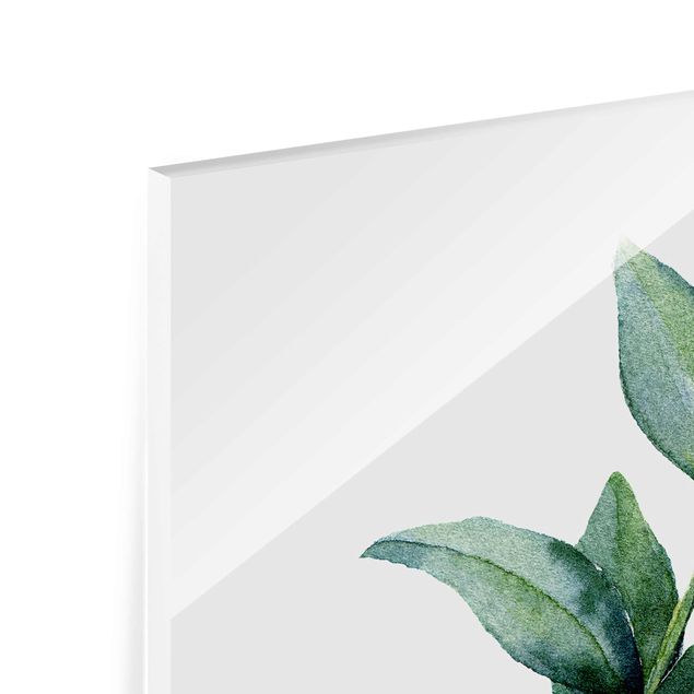 Glasbild - Aquarell Eucalyptus II - Quadrat